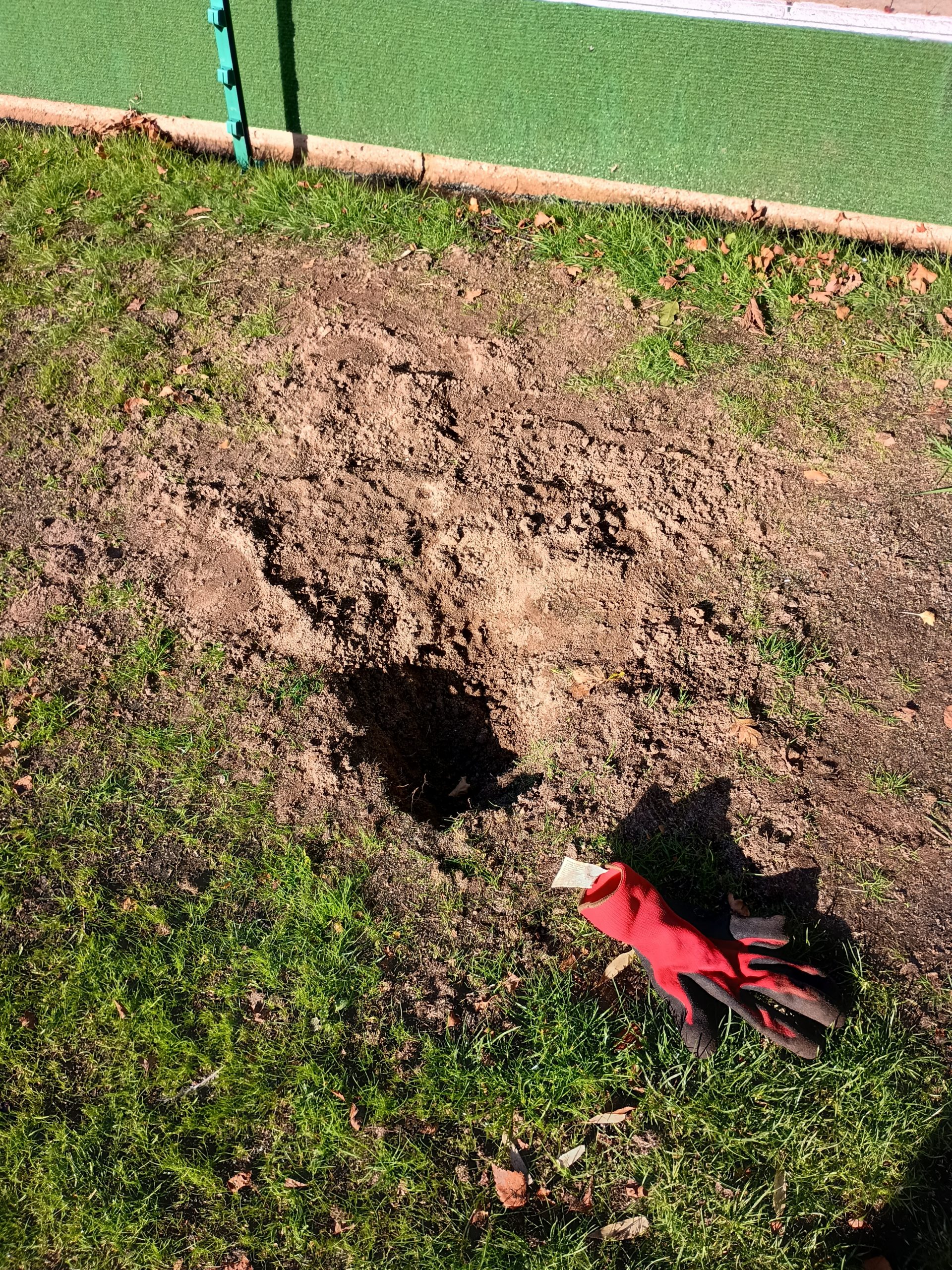 Badger damage to the Green!
